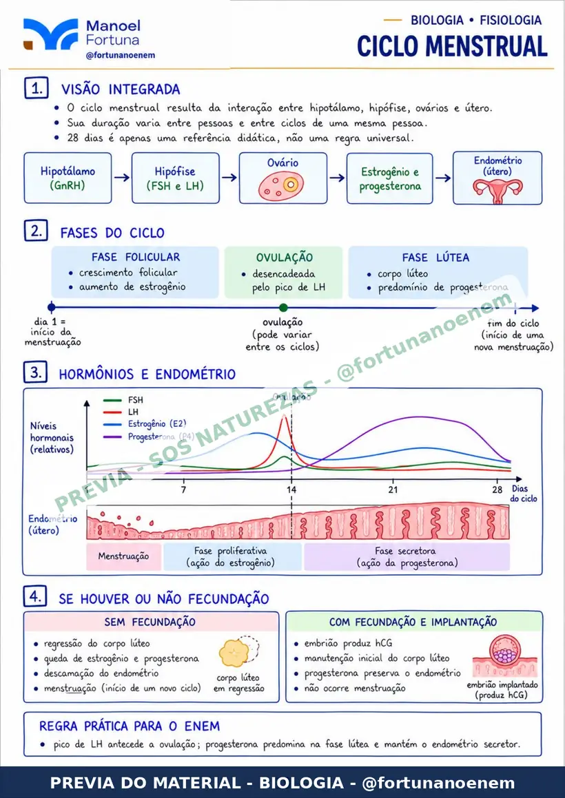 Página: Ciclo Menstrual