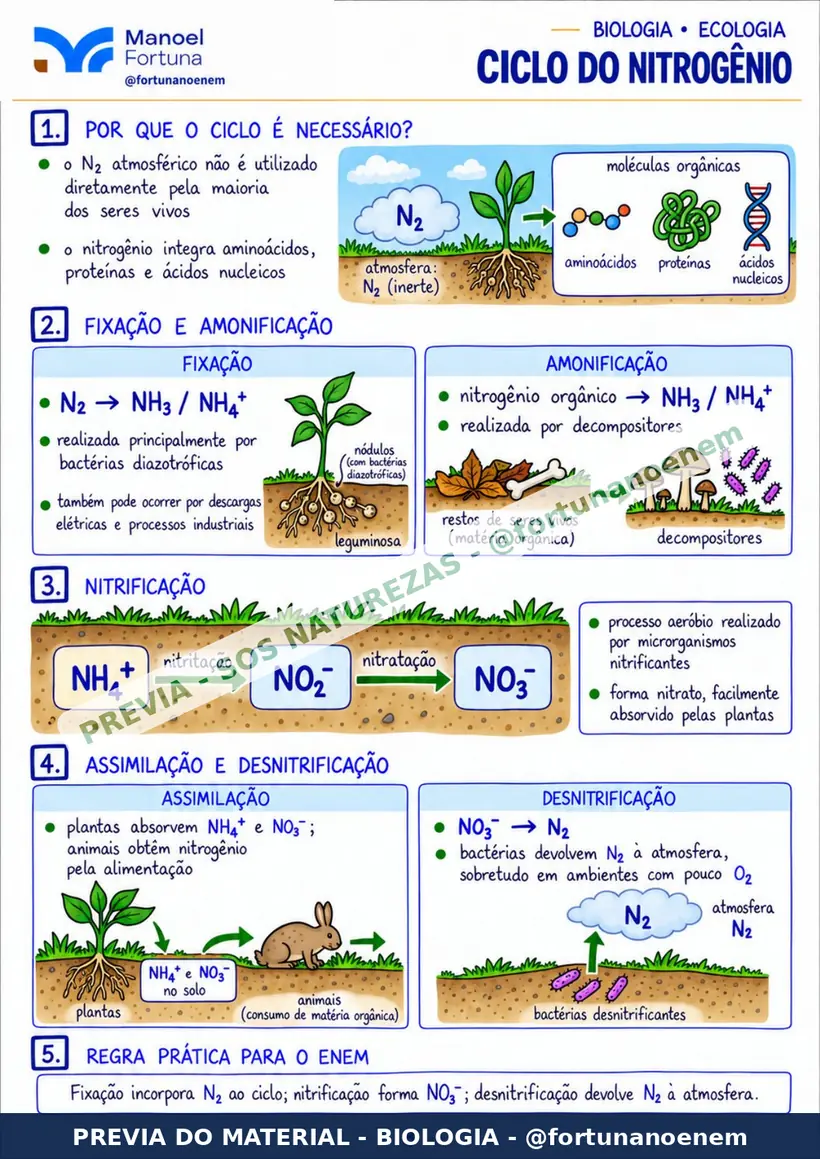 Página: Ciclo do Nitrogênio